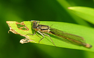 Common Bluetail (Female, Ischnura elegans)